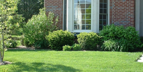 MIY Lawn Fertilizer