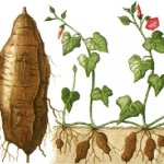 Rooting A Sweet Potato For Planting