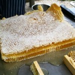 Harvesting Honey From a Natural Comb