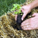 How To Build A Straw Bale Garden