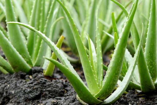 How To Propagate Aloe Plants