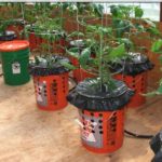 DIY Self Watering Alaska Grow Buckets + Update
