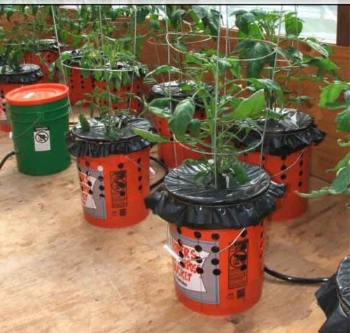 DIY Self Watering Alaska Grow Buckets+ Update