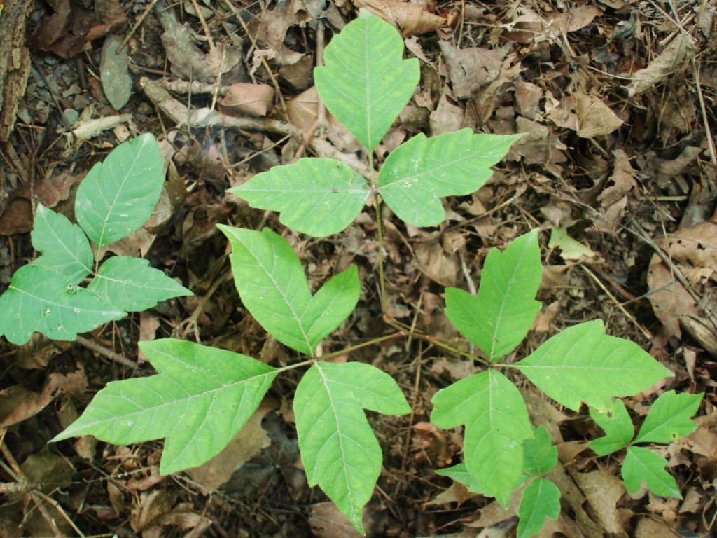 MIY Poison Ivy and Weed Killer That Works!