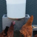 DIY Automatic Chicken Watering  System