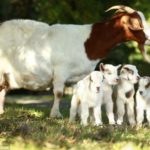 A Simple Guide to Raising Goats