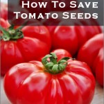 How To Save Tomato Seeds {Plus Tips}