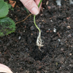 Planting Guide – (Per Person)