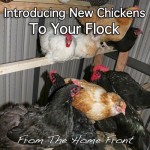 Introducing New Chickens to Your Flock