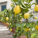 Fruit Trees in Containers