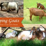 Self-sufficient Goat Keeping