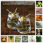 Foods You Can Regrow From Scraps!