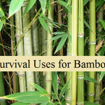 Survival Uses for Bamboo