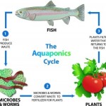 What is Aquaponics?