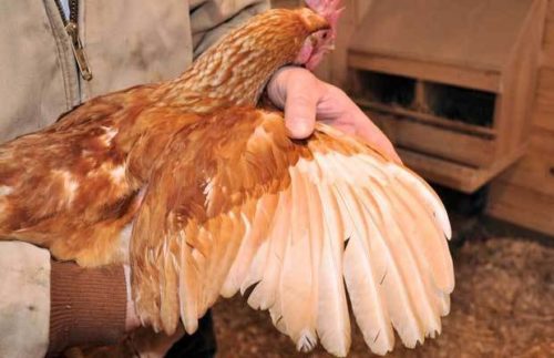 How To Clip The Wings on Your Chickens