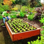 Build Your Own Raised Garden Beds