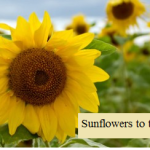 Sunflowers to the Rescue! Phytoremediation