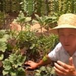 10 Tips on How to Have a Successful Desert Vegetable Garden