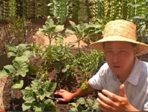 10 Tips on How to Have a Successful Desert Vegetable Garden