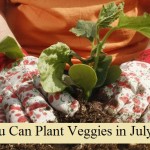 You Can Plant Veggies in July