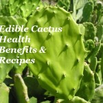 Edible Cactus Health Benefits & Recipes
