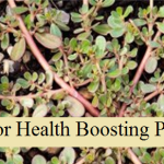 Weed or Health Boosting Plant?