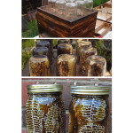 DIY  Beehive In A Jar