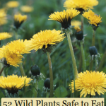 52 Wild Plants Safe to Eat