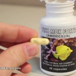 Stocking Fish Antibiotics for SHTF
