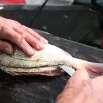 Cleaning and Filleting Fish