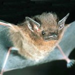 DIY Bat House & Benefits