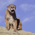 Surviving a Cougar Encounter