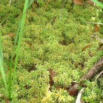 Surprising Survival Uses for Moss