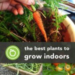 Edible Plants to Grow Indoors