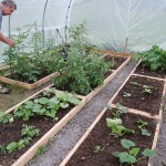 10 DIY Greenhouses