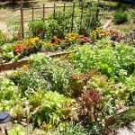 Planning for Your Spring Garden