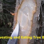 Harvesting & Eating Tree Bark