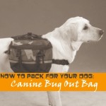Canine Bug Out Bag