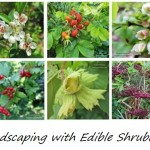 Landscaping with Edible Shrubbery
