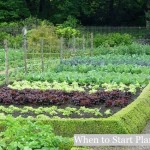 When to Start Planting