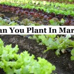 Can You Plant In March?