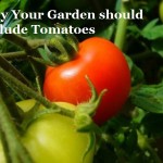 Why Your Healthy Garden Should Include Tomatoes