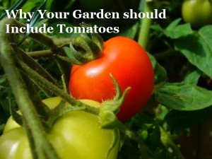 Why Your Garden Should Include Tomatoes