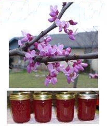 Red Bud Jelly 