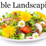 Edible Landscaping 