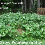 Grow Potatoes in Hay