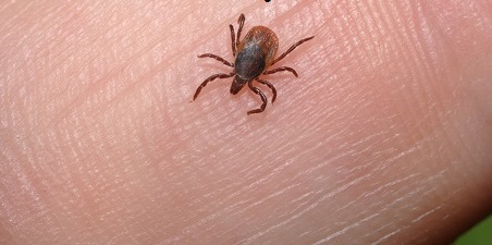  Tick Borne ‘Powassan Virus’ Is Worse Than Lyme Disease