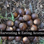Harvesting & Eating Acorns