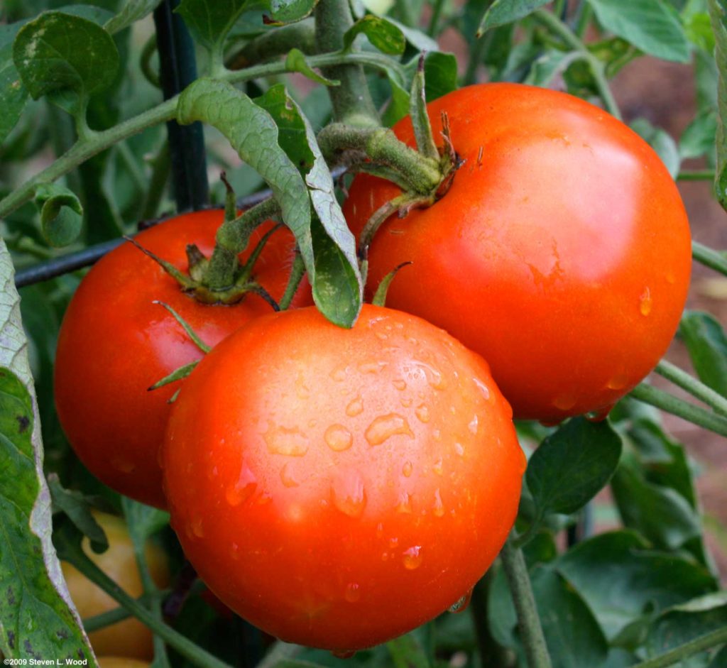  Keeping Your Tomato Plants Healthy