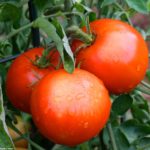 Keeping Your Tomato Plants Healthy